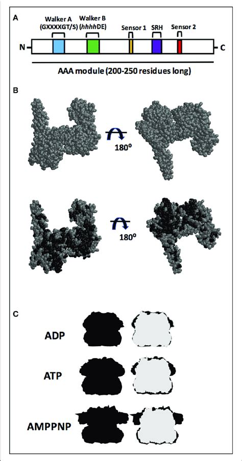 aaa+ proteins|aaa superfamily pdf.